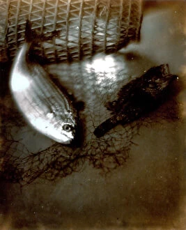 Images Dated 30th November 2009: Pictorialist still life with fish and nets