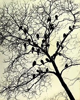 Animale Stampe: Stanimirovitch, pigeons branches tree