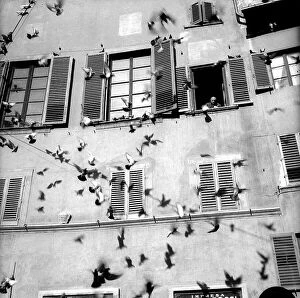 Images Dated 6th October 2006: Pigeons in flight in front of a house