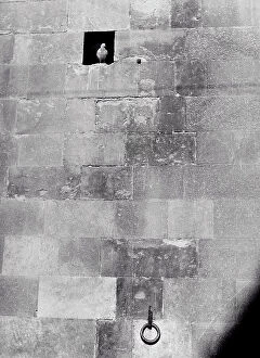 Images Dated 15th April 2011: Pigeons in a hole in the wall of the Bargello palace in Florence
