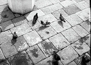 Images Dated 4th May 2010: Pigeons on the streets of Venice