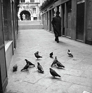 Images Dated 23rd April 2010: Pigeons in the streets of Venice