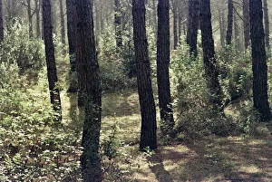 La Pineta à Cecina