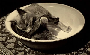 Images Dated 30th May 2007: 'Pippo' Wanda Wulz's cat, curled up in a bowl, chasing his tail
