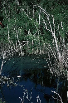 Images Dated 8th January 2010: The pond and the vegetation that surrounds it