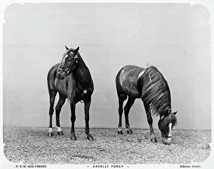Zwei Ponys