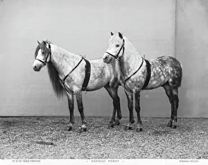 Zwei Ponys