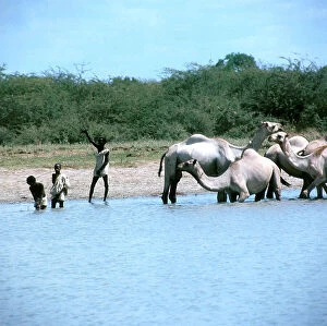 Images Dated 17th November 2009: At the pool of Beles Cogani, a nomad bringing a herd of camels to drink