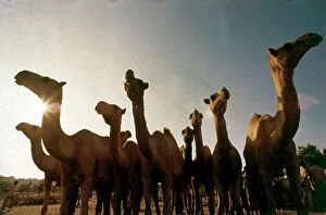 Images Dated 17th November 2009: At the pool of Beles Cogani, a nomad bringing a herd of camels to drink
