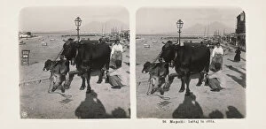 Images Dated 23rd June 2009: The Port of Naples. In the foreground a milkman milking a cow, with a calf next to him