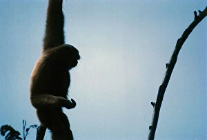 Images Dated 31st August 2011: Primates. The evolution of gibbon. Acrobatic monkeys