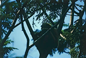 Images Dated 31st August 2011: Primates. The evolution of gibbon. Acrobatic monkeys