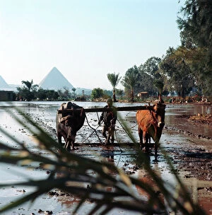 Images Dated 13th October 2011: Pyramids seen from rice paddies plowed