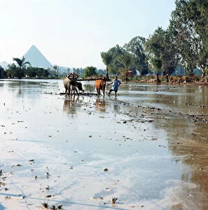 Images Dated 13th October 2011: Pyramids seen from rice paddies plowed