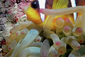 Images Dated 21st December 2011: Red Sea. Gulf of Aqaba. On the reefs of Sharm El Sheik un'attinia with its clown fish
