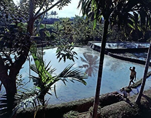 Images Dated 1st July 2011: Rice terraces, Sunda Islands, Bali