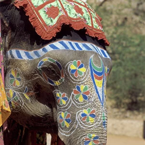 Images Dated 24th May 2007: Royal elephants in Jaipur