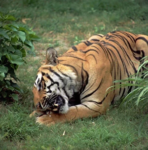 Images Dated 24th May 2007: The royal tiger from Bengala