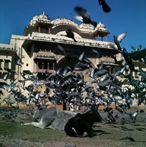 Images Dated 26th August 2009: Sacred cows lying in front of the City Palace, Jaipur, Rajasthan, India