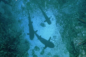 Images Dated 21st February 2008: Seabed with small sharks