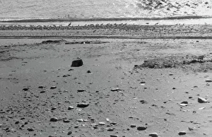 Bilder von Vögelchen auf der Strand