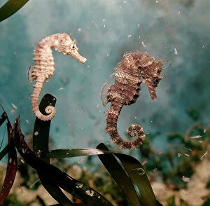 Images Dated 26th August 2009: Seahorses (Hippocampus guttulatus)