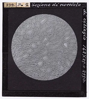 Sección de núcleo de cerezo ampliada al microscopio (Microfotografía)