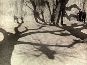 Images Dated 15th April 2011: Shadows of trees