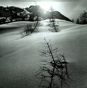 Images Dated 22nd September 2008: Shadows of the trees in the snow at Morteratsch, in Valle dell'Engadina, in Switzerland