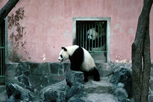 Images Dated 27th October 2009: Shanghai. A panda in the garden of a school