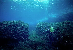 Images Dated 6th November 2009: Sicily. Marzamemi. Folco Quilici photographing and filming on the ocean floor