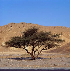 Images Dated 6th October 2011: Sinai acacia is one of the few shrubs that survive in the desert