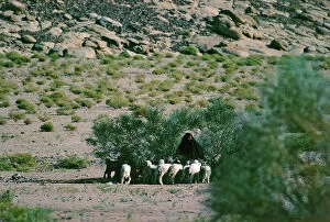 Images Dated 14th October 2011: Sinai: Bedouin carries his small flock of goats in search of that little green that still survives
