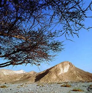 Images Dated 29th September 2011: Sinai: in the branches of acacia: the desert