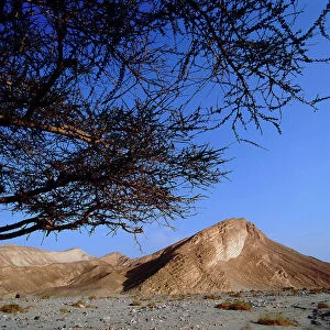 Images Dated 29th September 2011: Sinai: in the branches of acacia: the desert