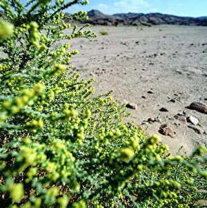 Images Dated 6th October 2011: Sinai desert in the spring explodes with flowers