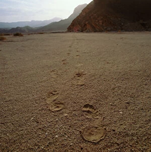 Images Dated 14th October 2011: Sinai: human footprints on the sand at the layer of the Rocky Mountains of Sinai