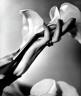 Images Dated 2nd December 2010: 'Sinfonia': a woman's hands holding calla lillies