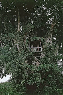 Images Dated 1st July 2011: A small altar in a big tree, Sunda Islands, Bali