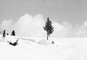 Images Dated 21st September 2011: Snowy landscape with trees, Cortina d'Ampezzo