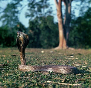 Images Dated 26th August 2009: Spectacled Cobra, Naja, India