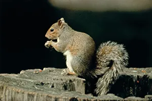 Animale Stampe: Animals, squirrel tree trunk