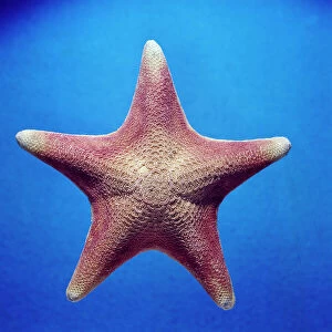 Images Dated 20th October 2009: Starfish (Patiria Miniata) of California