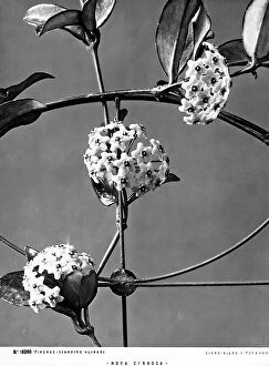 Images Dated 16th November 2011: Stem of 'Hoya Carnosa' climbing plant from Australia, characterized by star-shaped flowers