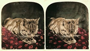 Images Dated 7th November 2011: Stereoscopic photography showing a cat
