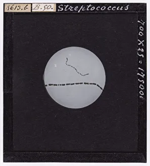 Photomicrographie dun Streptococcus agrandi au microscope.