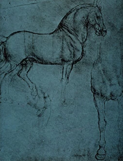 Images Dated 16th March 2011: Study of a horse, drawing with a point of silver on blue paper, Leonardo da Vinci