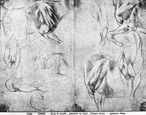 Images Dated 11th May 2009: Study of horses. Drawing attributed to Leonardo da Vinci, preserved in the Royal Library of Turin