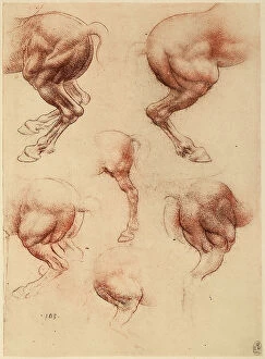 Images Dated 7th December 2007: Study of a running horse, red pencil drawing on white paper by Leonardo da Vinci