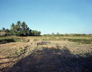 Images Dated 1st July 2011: Sunda Islands. Island of Bali. Rural life in the landscape of Bali